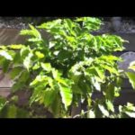 Plant, Grow, Harvest, Roast and Prepare Coffee Beans – from scratch.