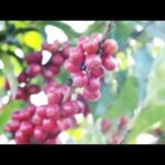 Coffee Fruit Coffee-SoZo Select CoffeeBerry Coffee…