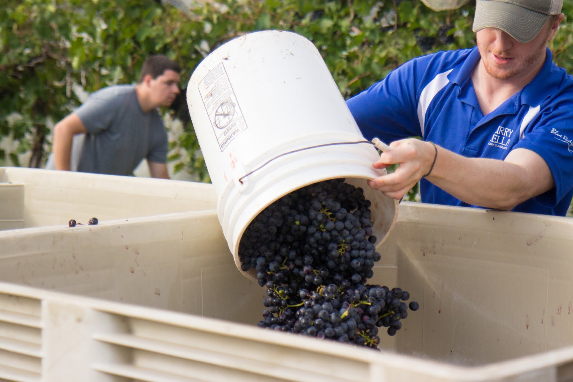 Creating Future Winemakers and Grape Growers…